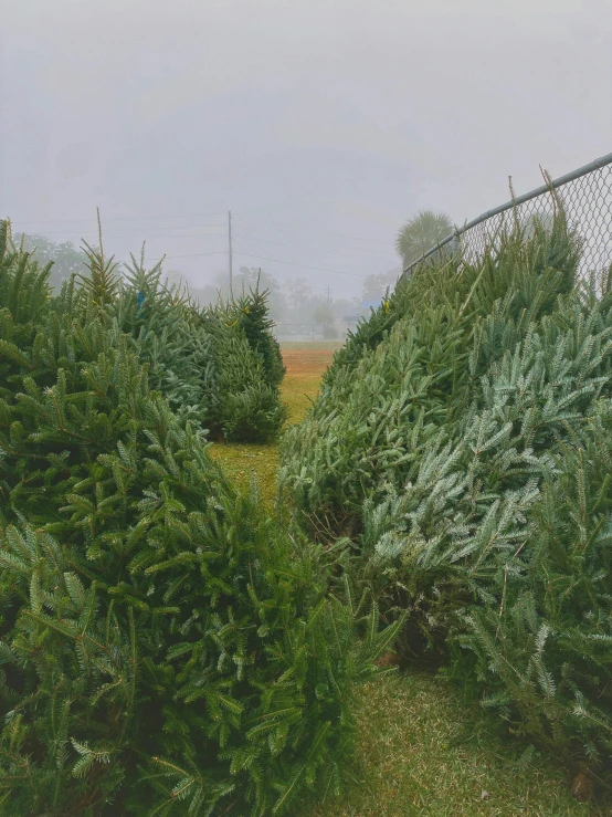 an empty field of trees with a fence in the background