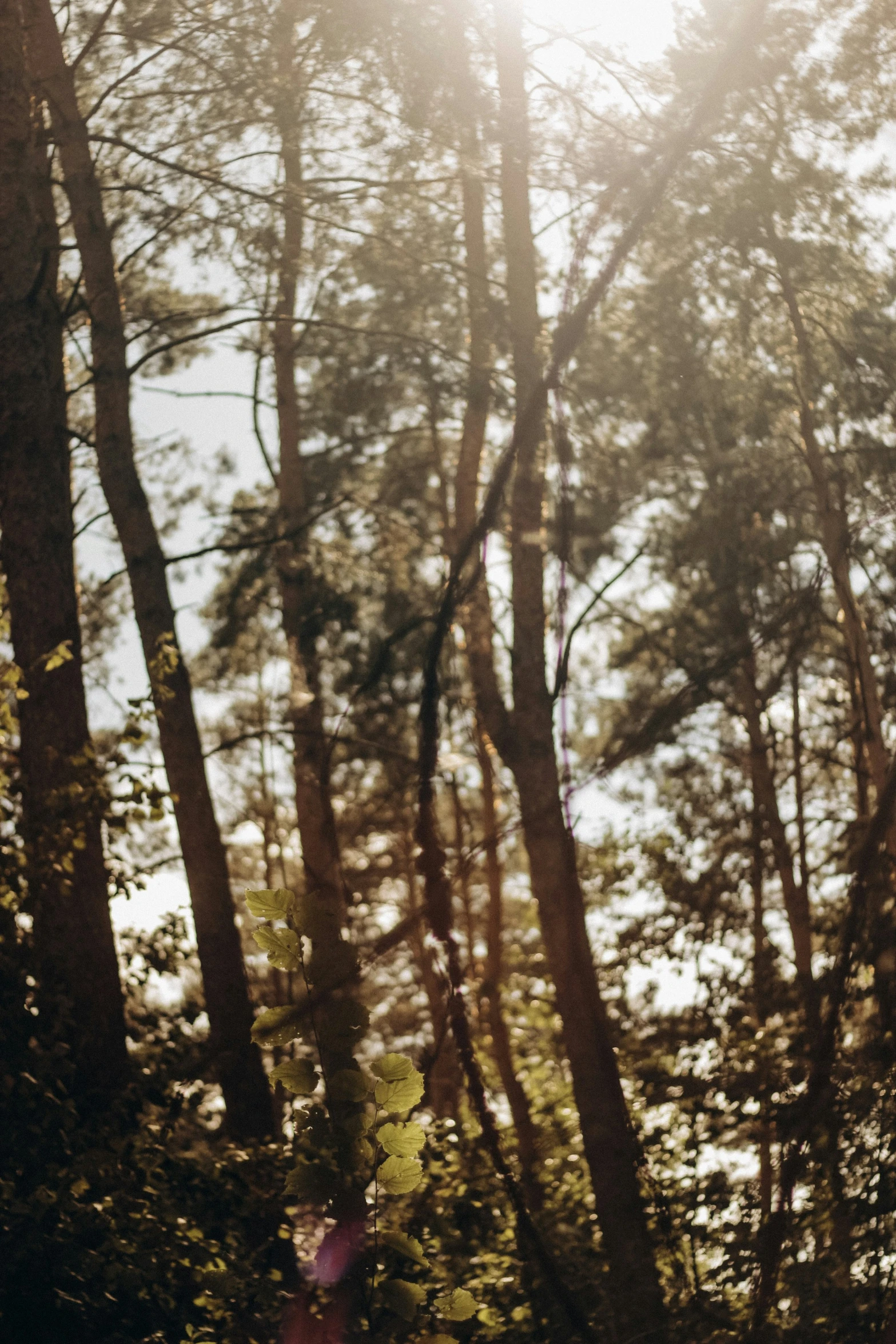 the sun is shining through the trees above