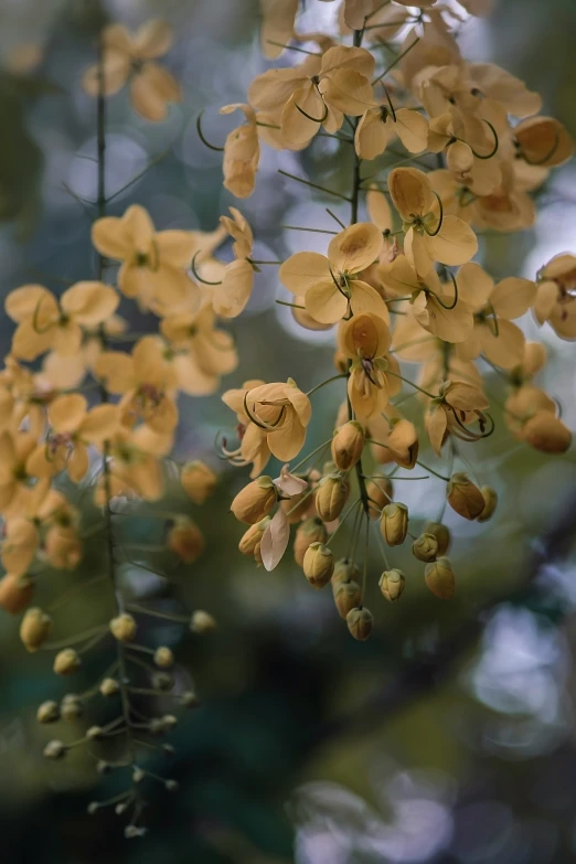 the flowers are yellow and have tiny leaves