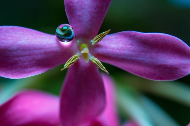 a pink flower that has a tiny drop of water on it