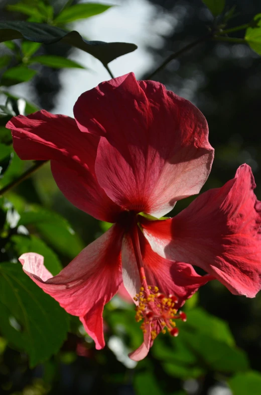 a red flower with green leaves on a sunny day