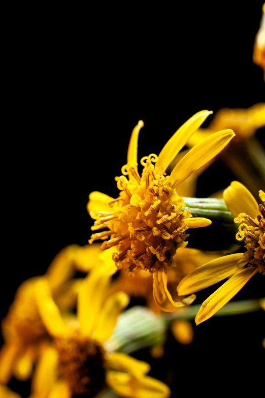 a bouquet of bright yellow flowers against a black background