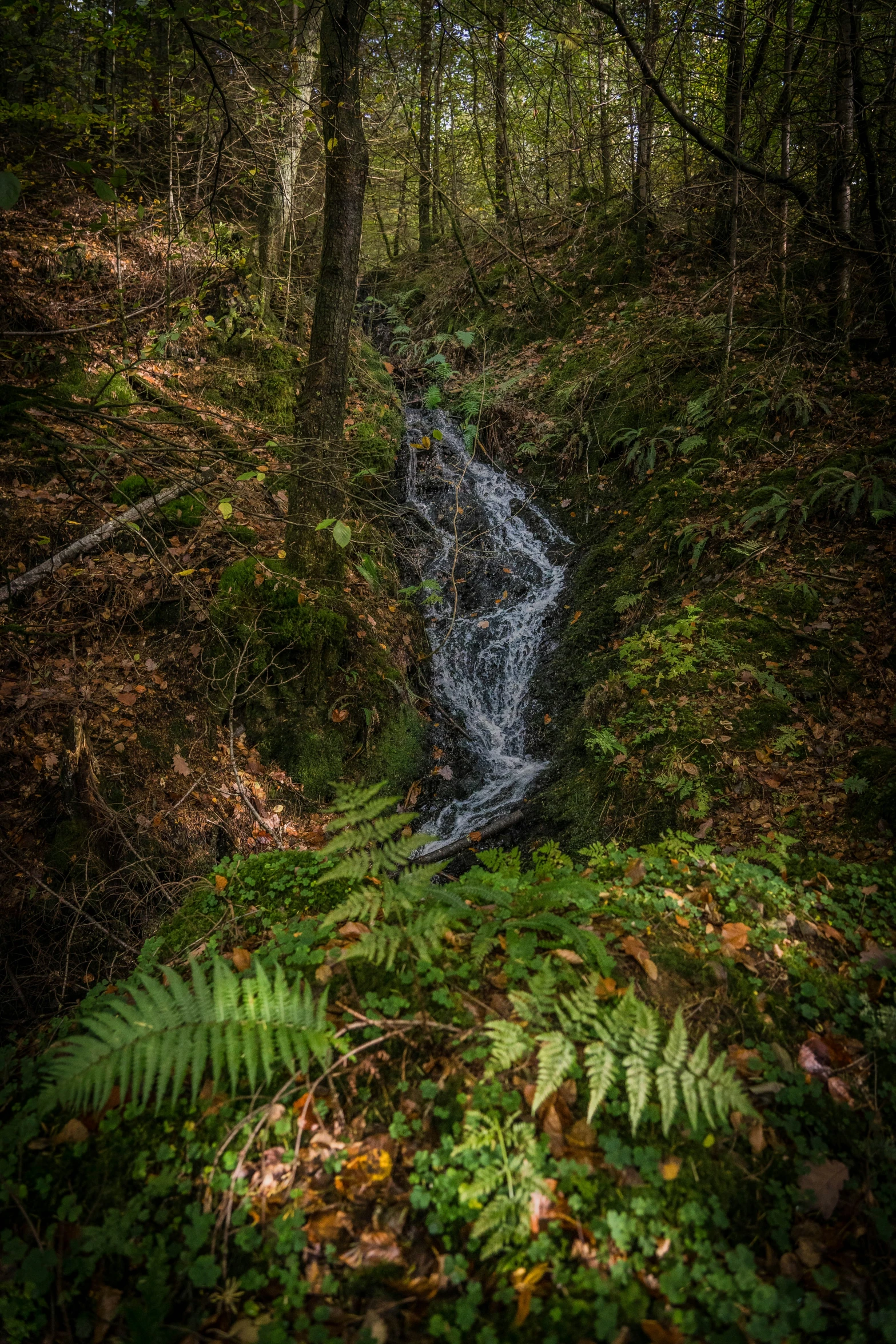 a small stream running through a lush green forest