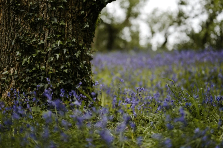 the trunk of a tree is shown in the foreground