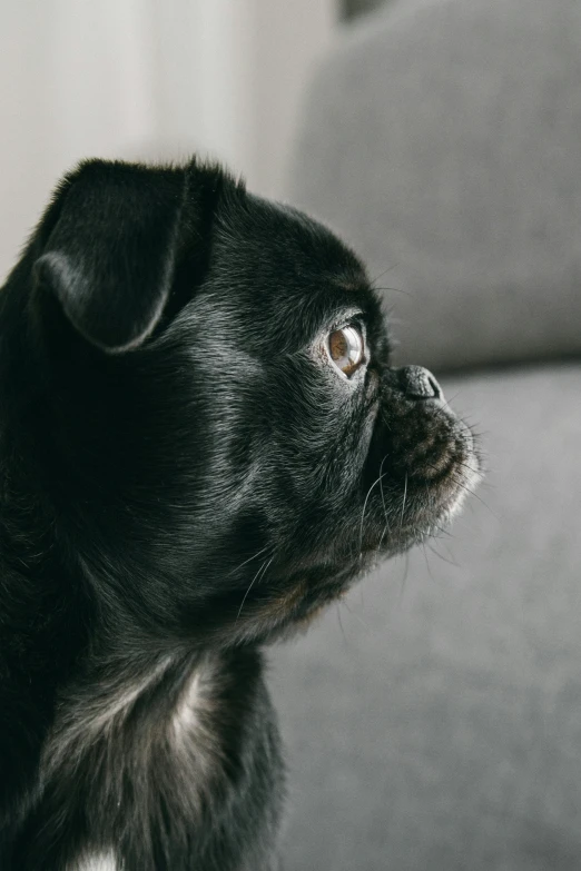 a close up of a dog on a sofa