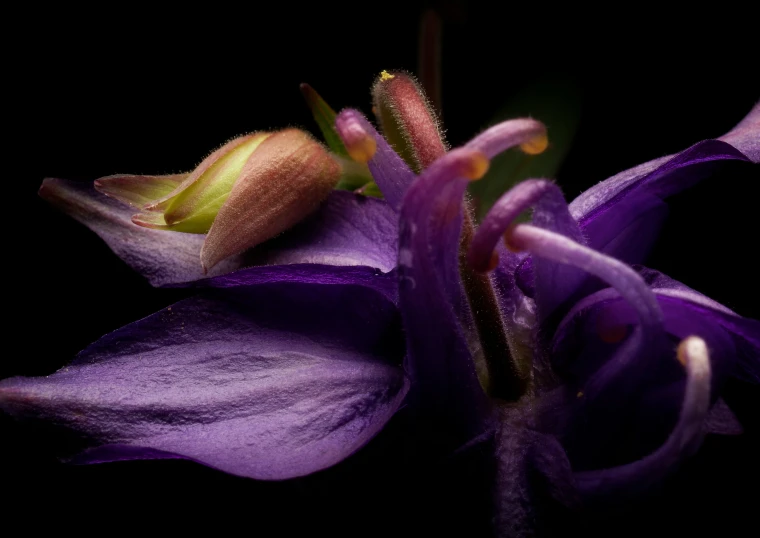 a close - up of a flower with purple petals on it