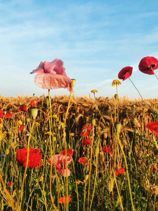 some pretty red flowers are in the middle of a field