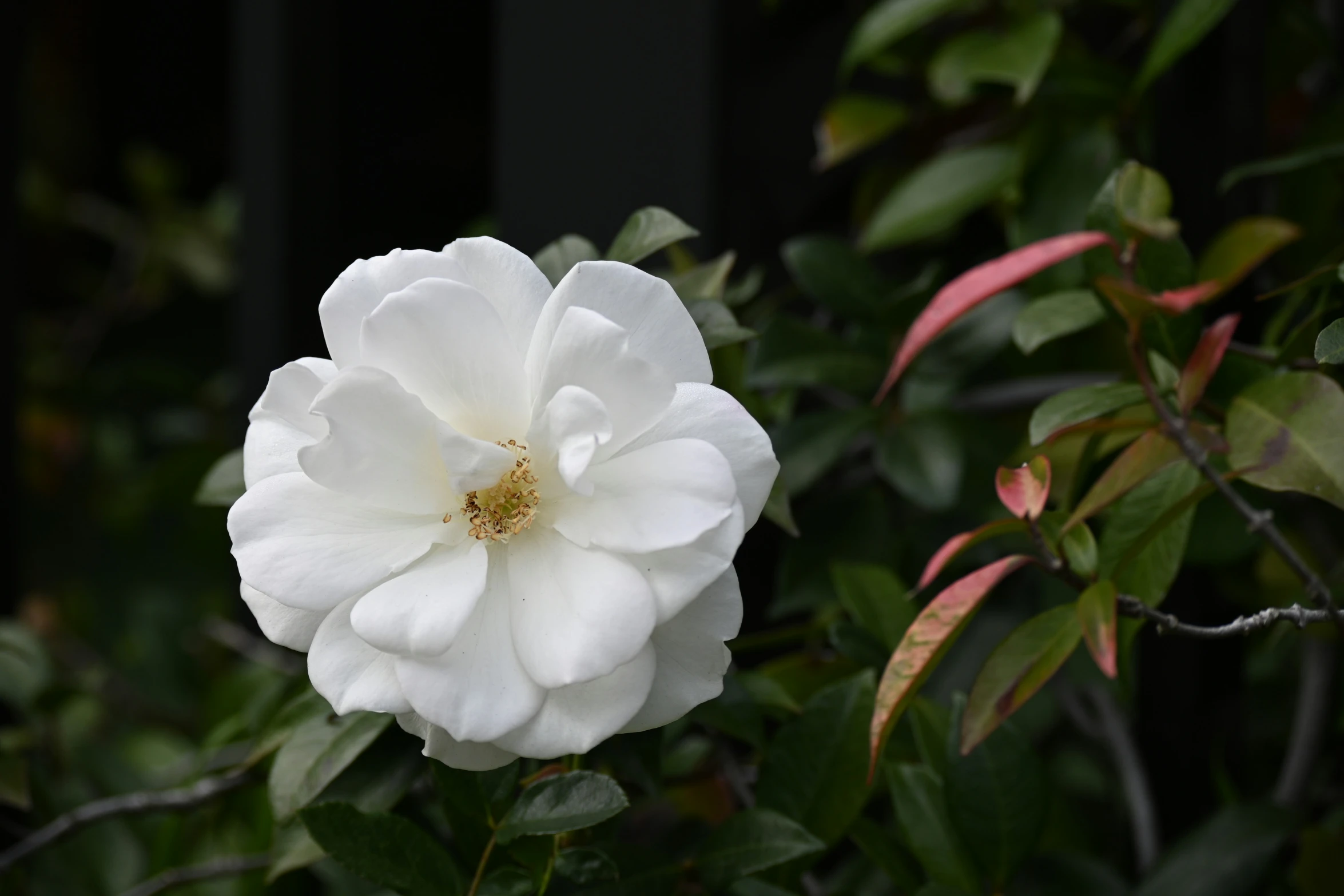 a close up of a white flower near a bush