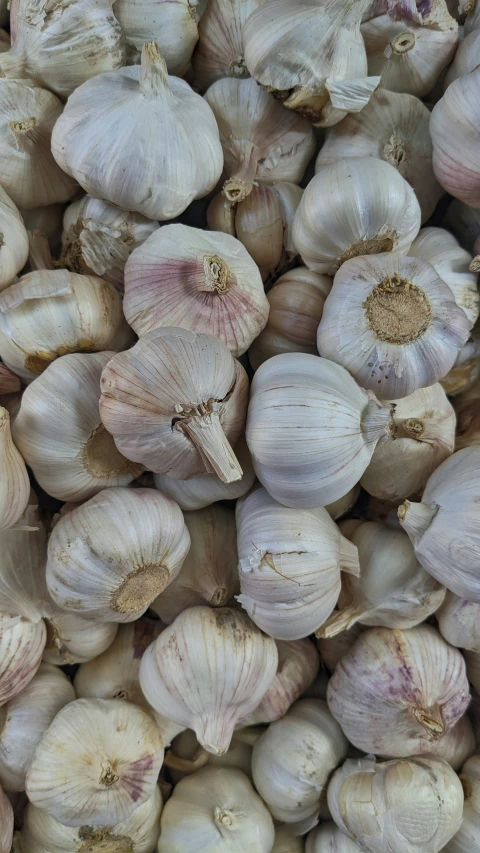 a large group of garlics for sale on the street