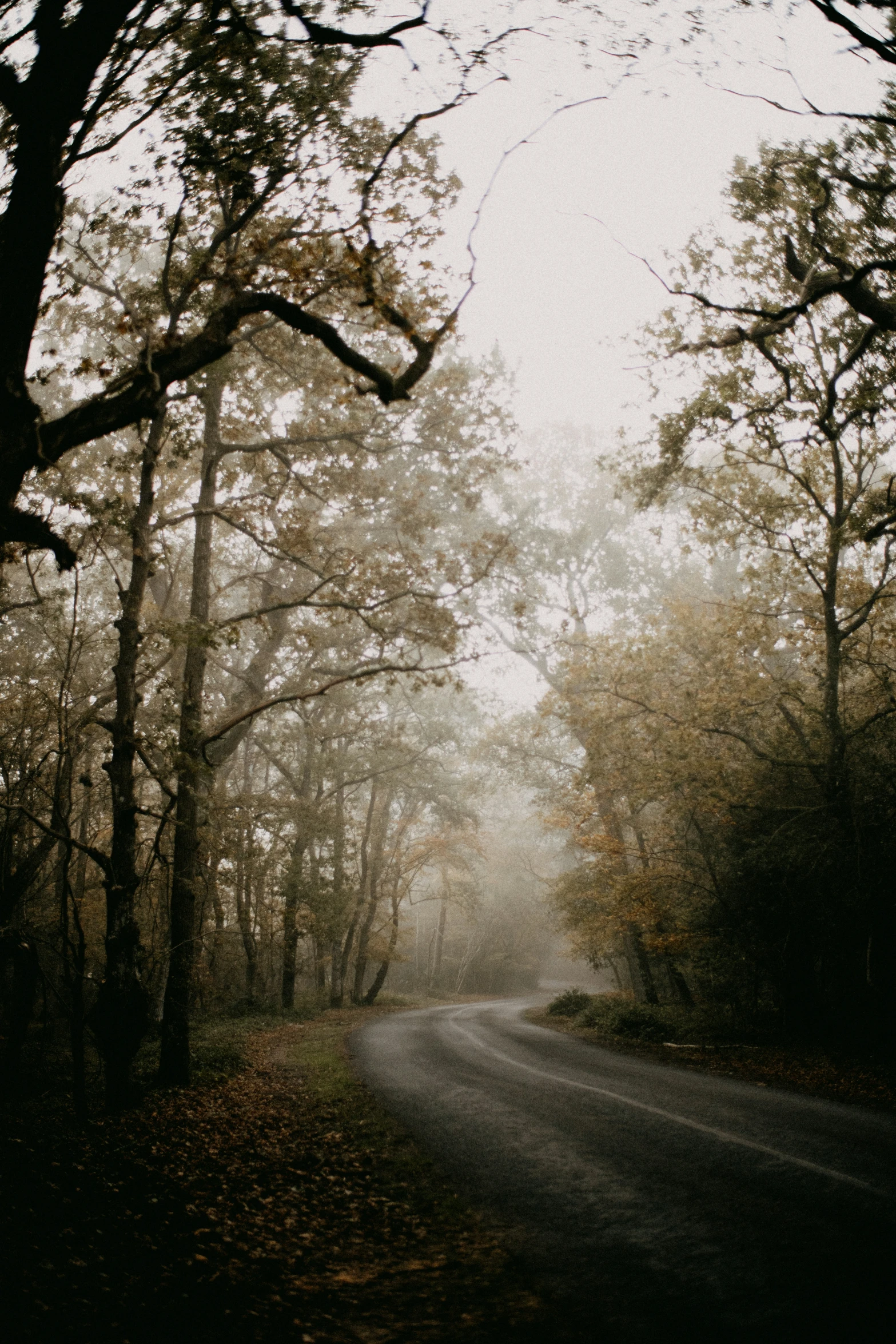 an open road is covered with leaves as the sun sets