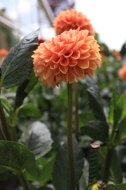 a close up of an orange flower in a garden