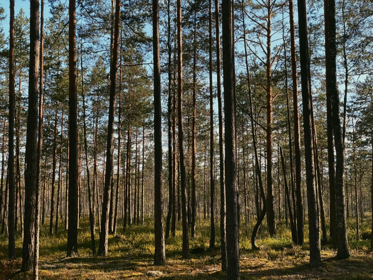 the trees are in the middle of the forest