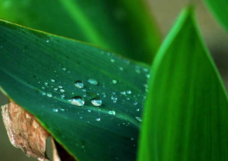 a green leaf with rain drops on it