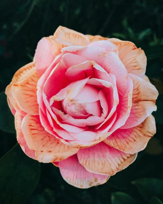 a flower with a pink center and yellow petals