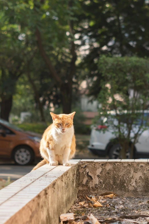 a cat sitting on top of a cement wall in front of trees