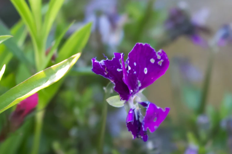 some purple flowers are growing in the green grass