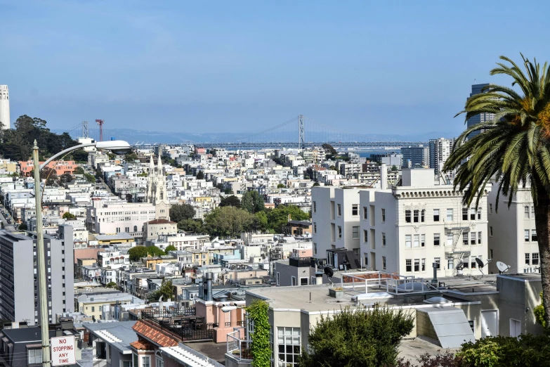 city with white buildings and palm trees in foreground