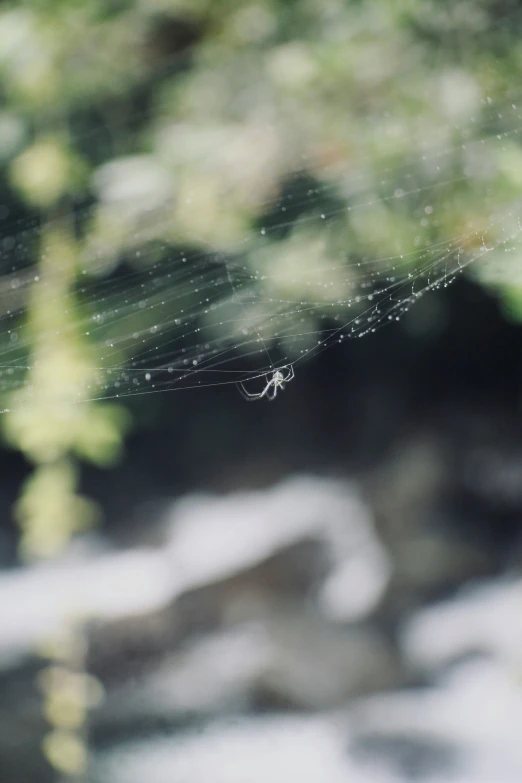 spider hanging on a web in its habitat