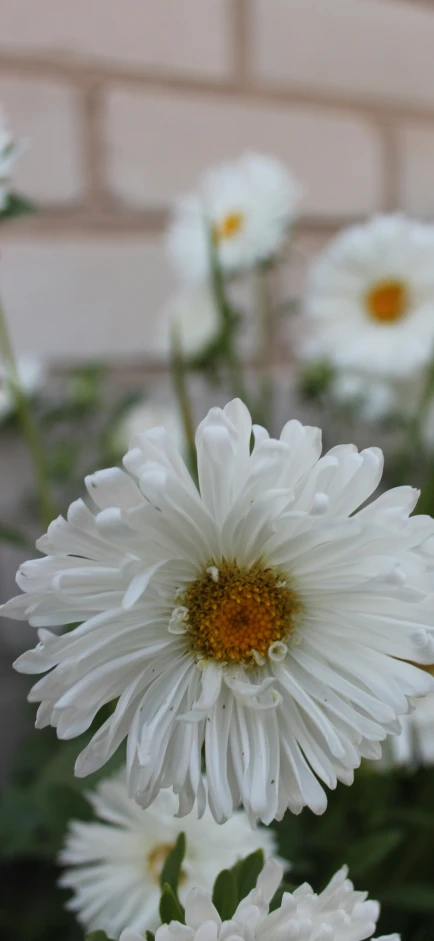 there are daisies in the foreground with a brick wall behind