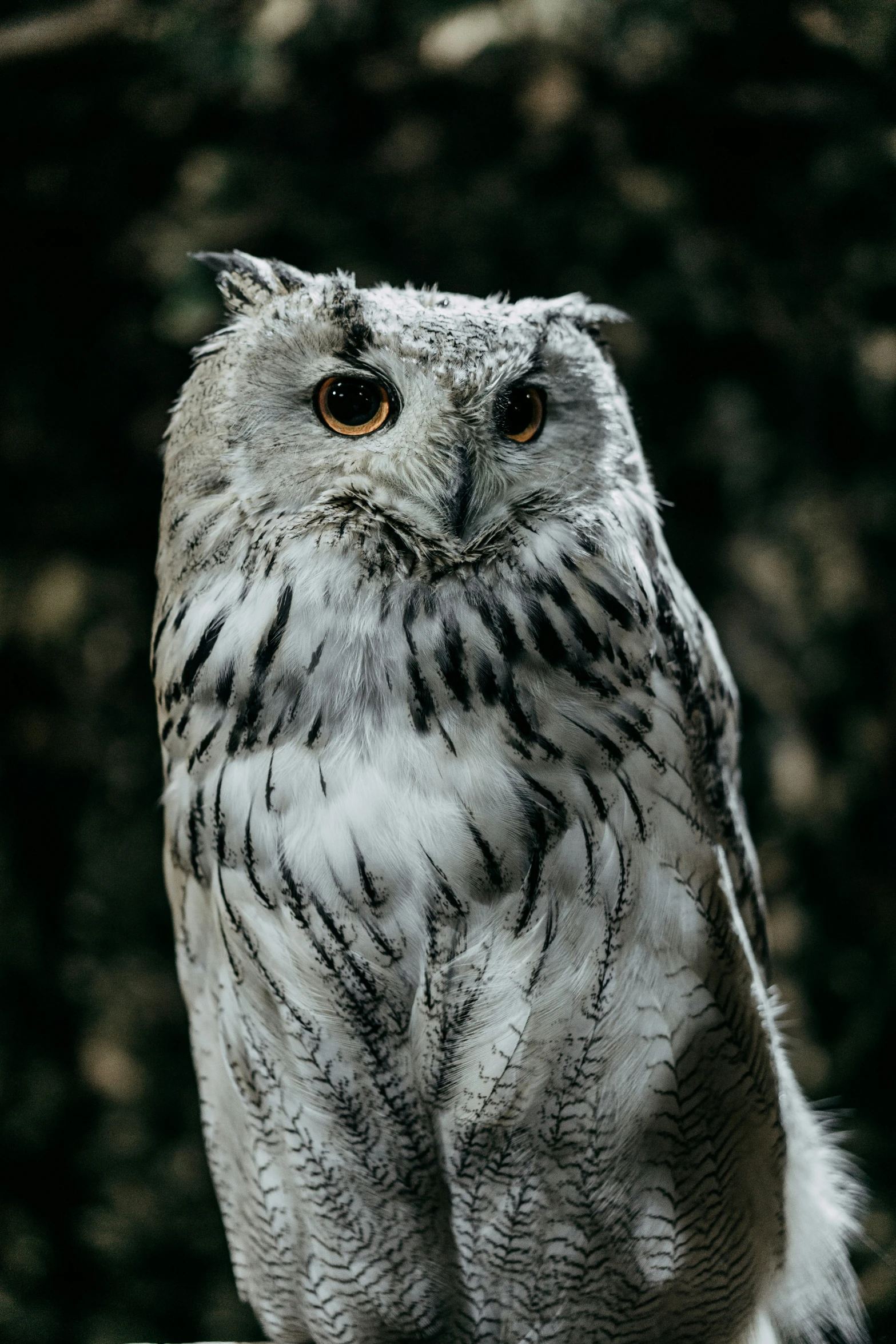 a large grey and black owl standing on its hind legs