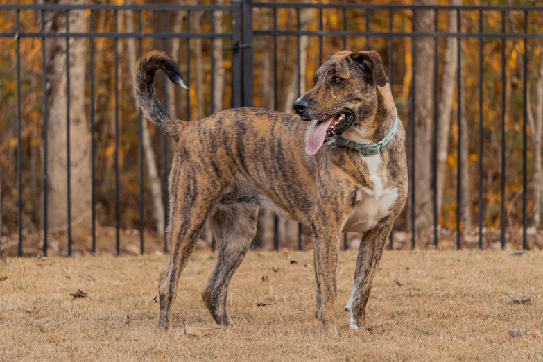 a dog is showing it's tongue while standing in the grass