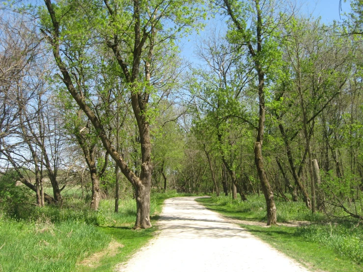 a paved road leads through a grove of trees