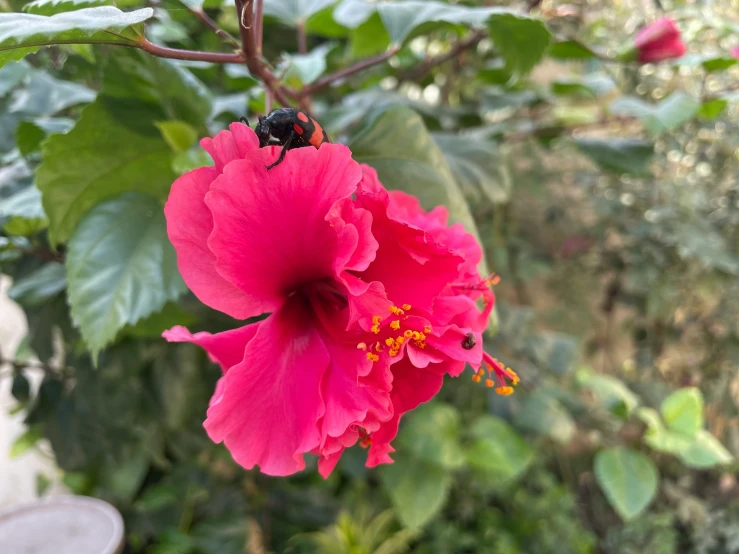 an insect sits on a flower in the background