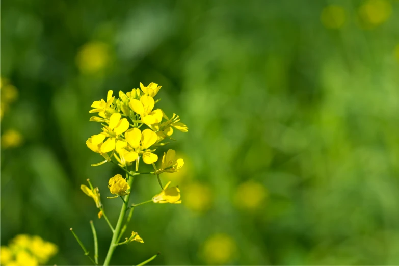 a yellow flower standing out in the middle of green field