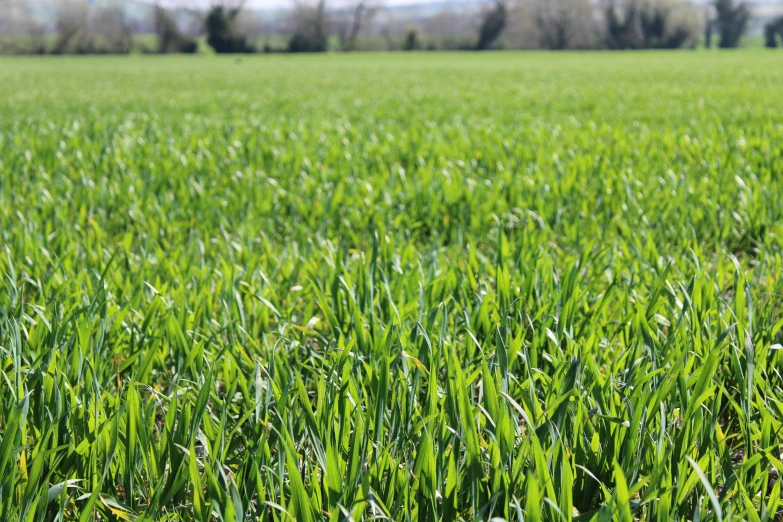 green grass is standing in a field near trees