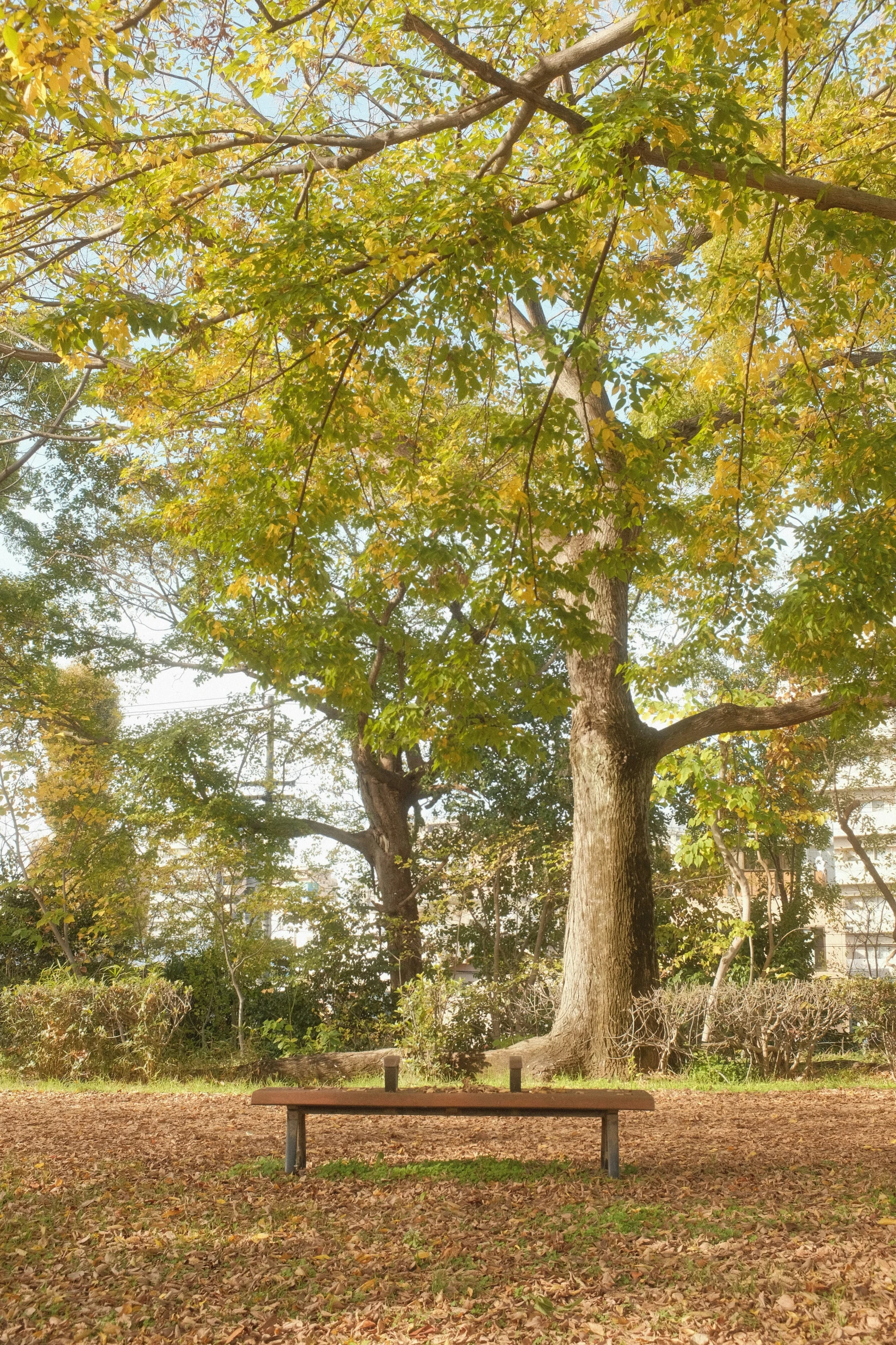 an empty bench sits under a large tree