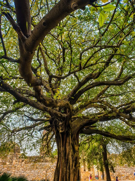 a large tree standing near to a stone wall