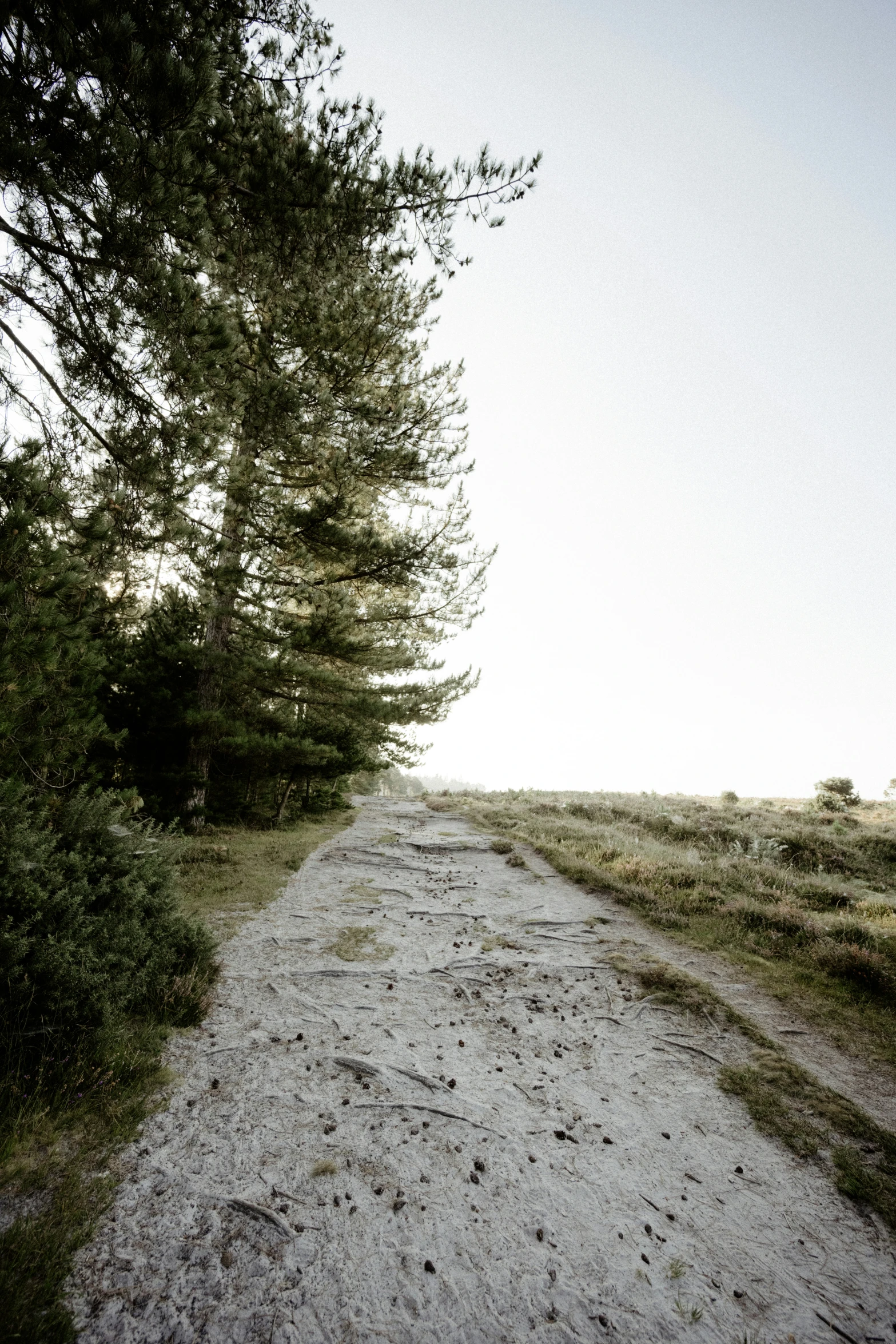 a lone path between two tall trees on a hill