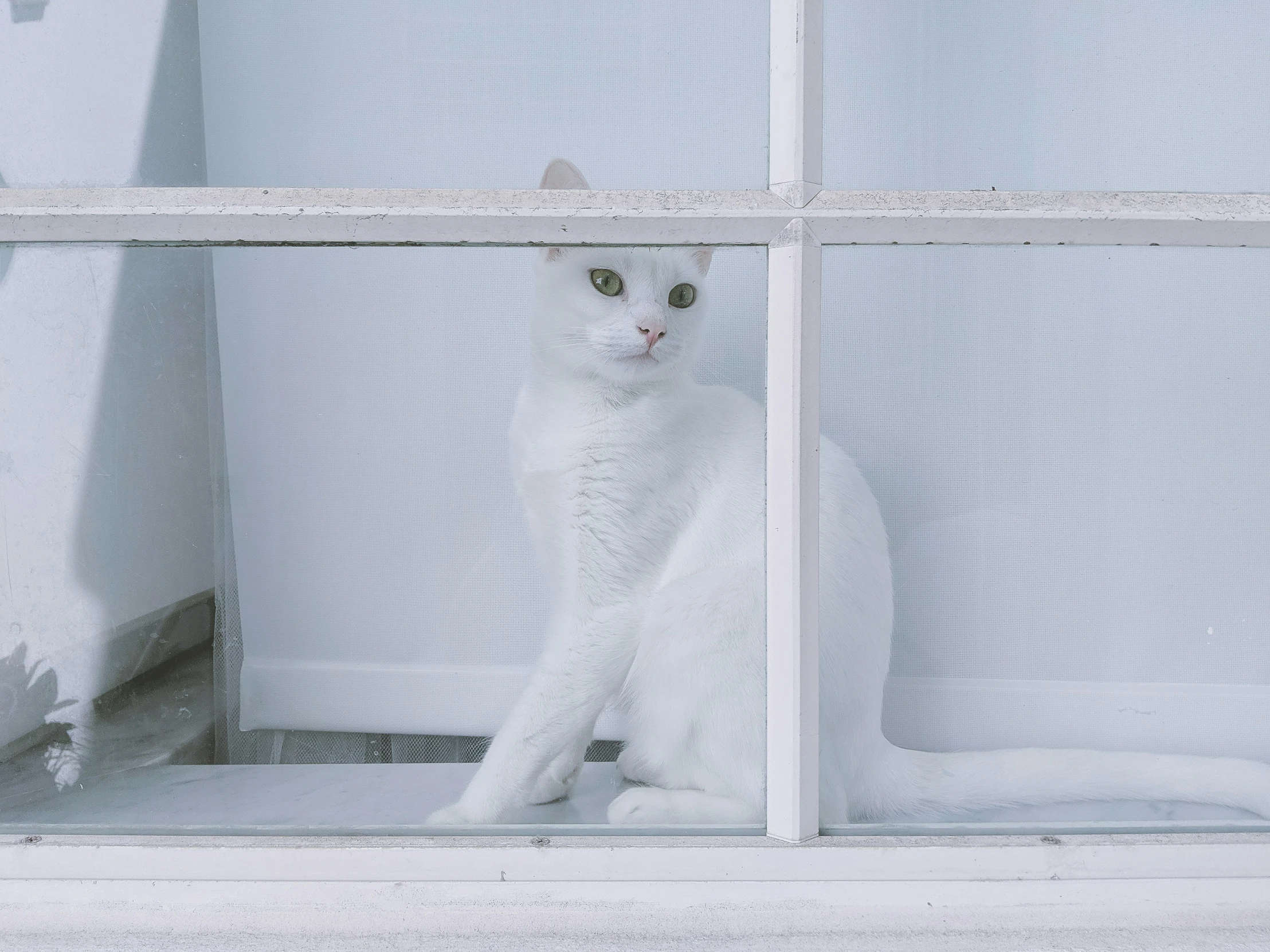 a white cat sitting in a window sill