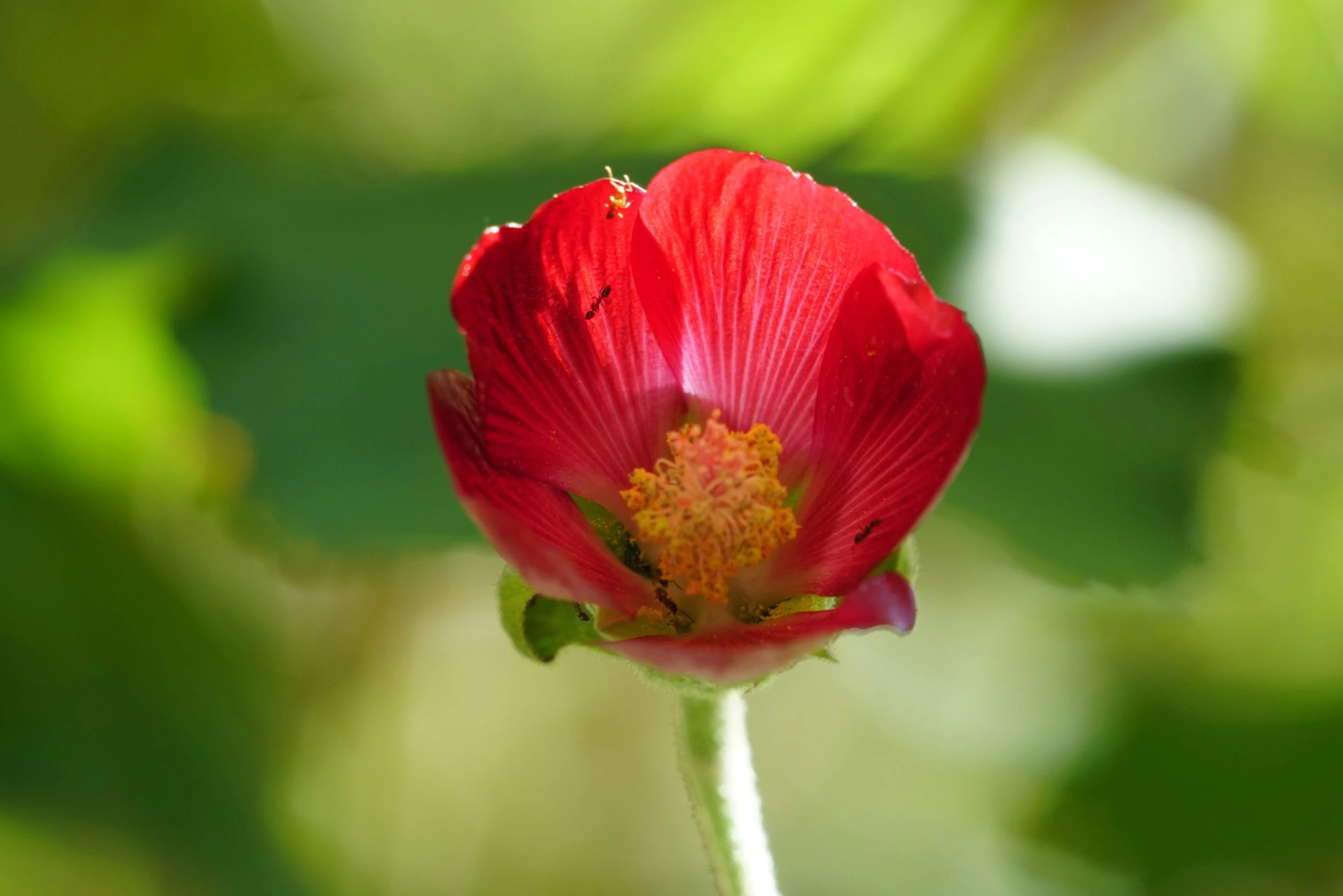 the flower bud of a red flower is growing