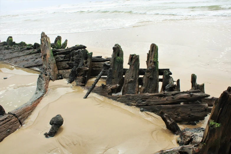 old and weathered wood is on the sand at the beach