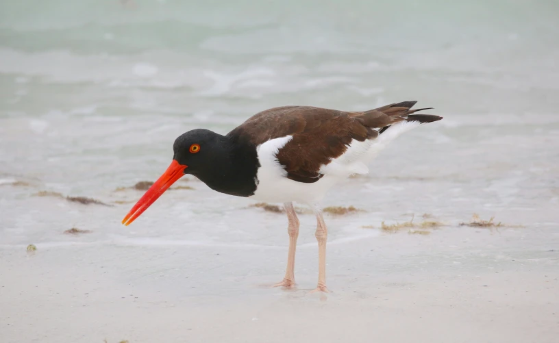 there is a bird with a red and black head