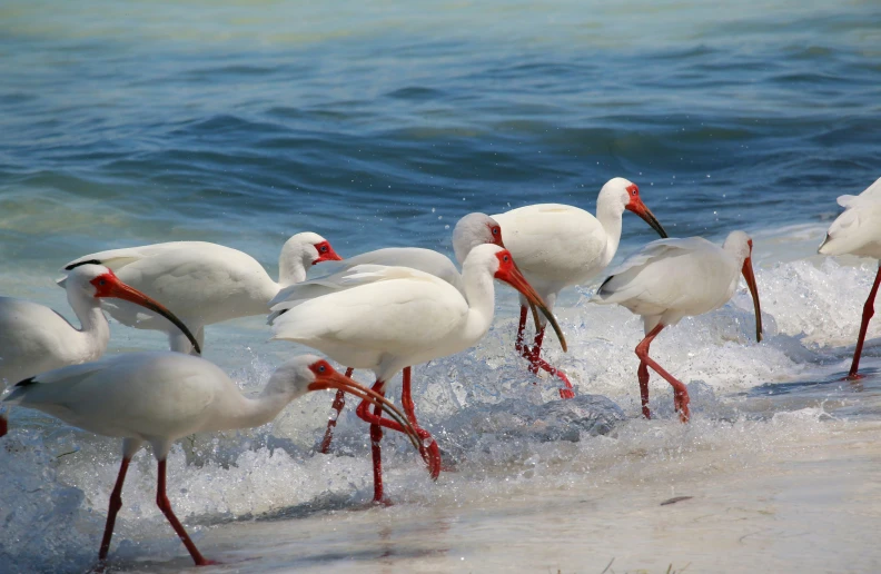six white birds in a line, standing at the edge of water