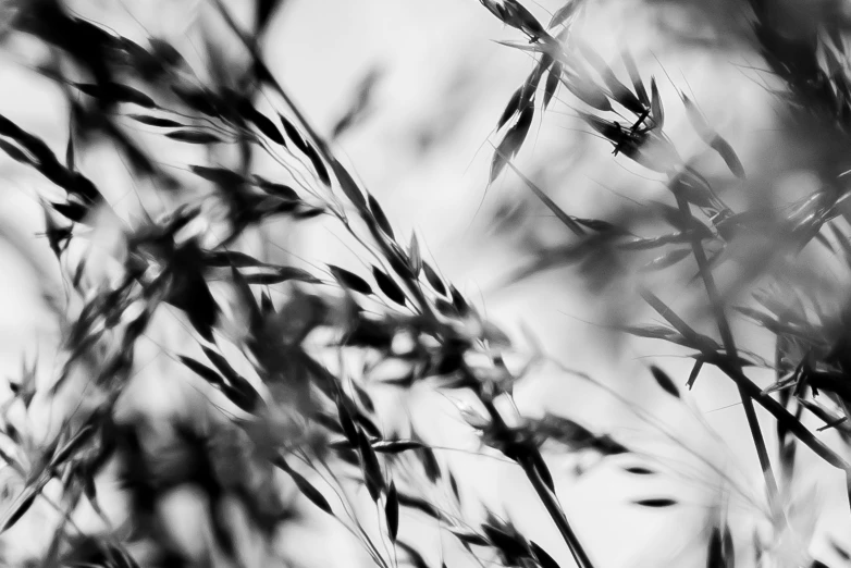 blurry image of green grass, blowing by the wind