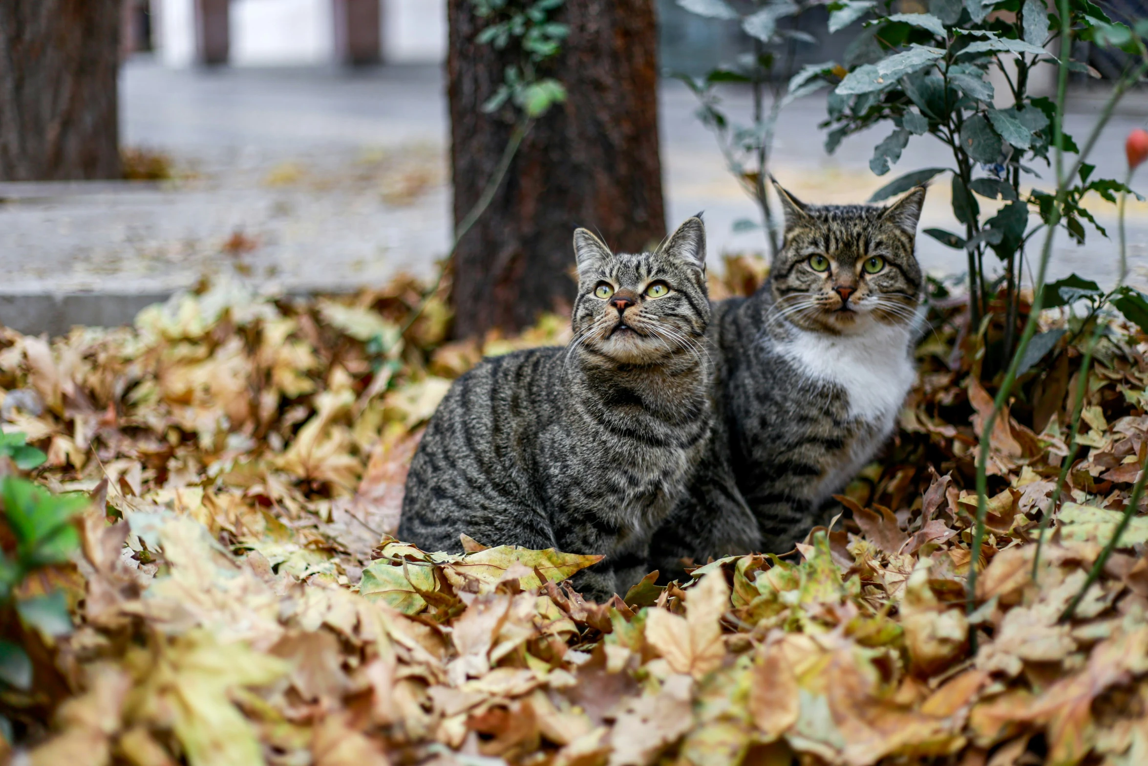 two cats sitting down in the leaves of the yard