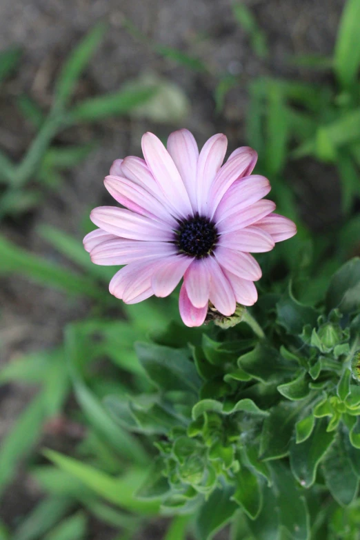 a purple flower on top of green leaves