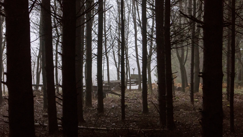 a bench in the middle of a forest