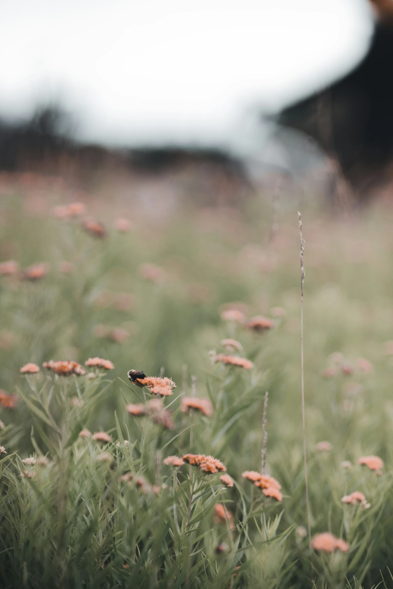 a field of wildflowers that are growing and blooming