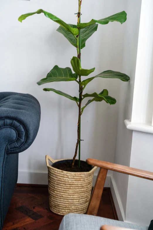 the green plant is on top of the blue chair