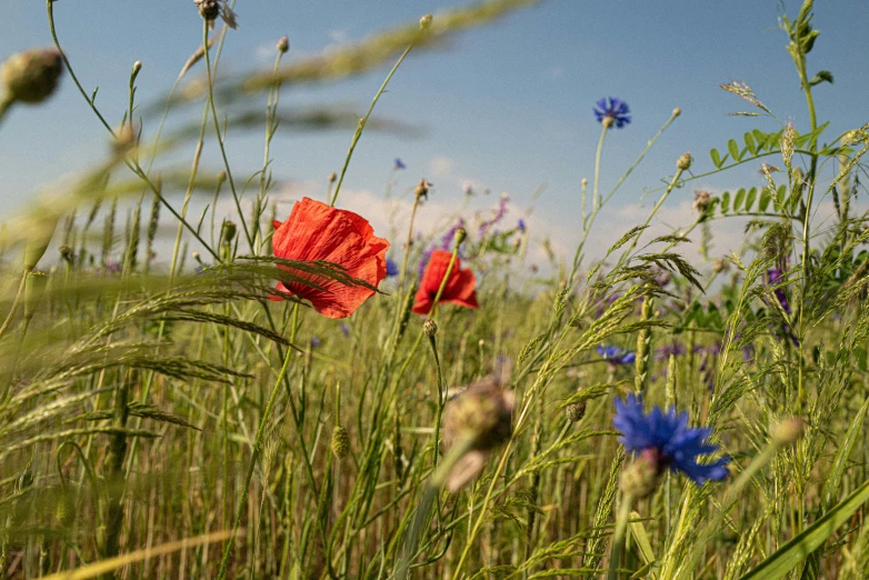 some blue and red flowers in some grass