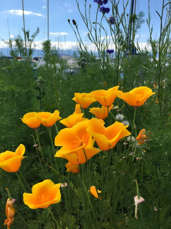 wildflowers are bright yellow and green with bright blue skies in the background