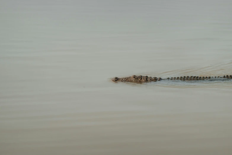 the long necked alligator is looking into the water
