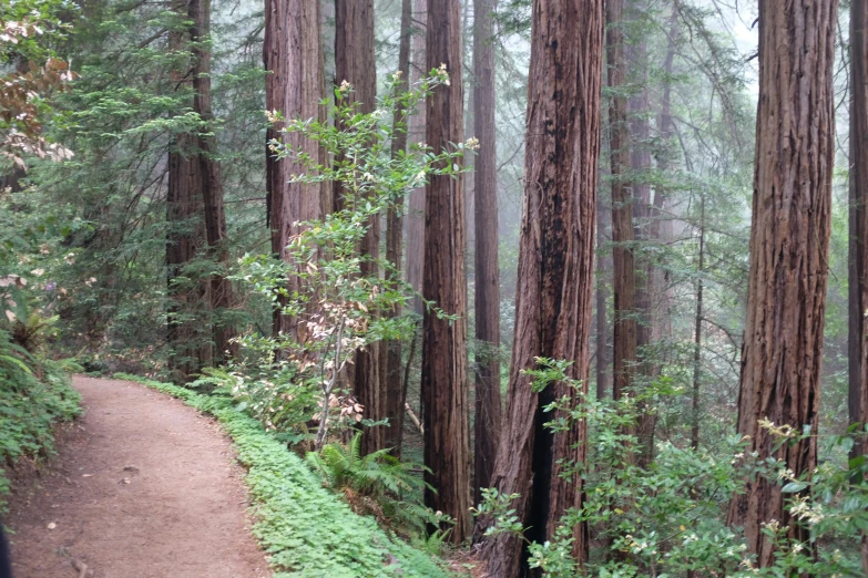 a trail leading through a forest lined with large, tall trees