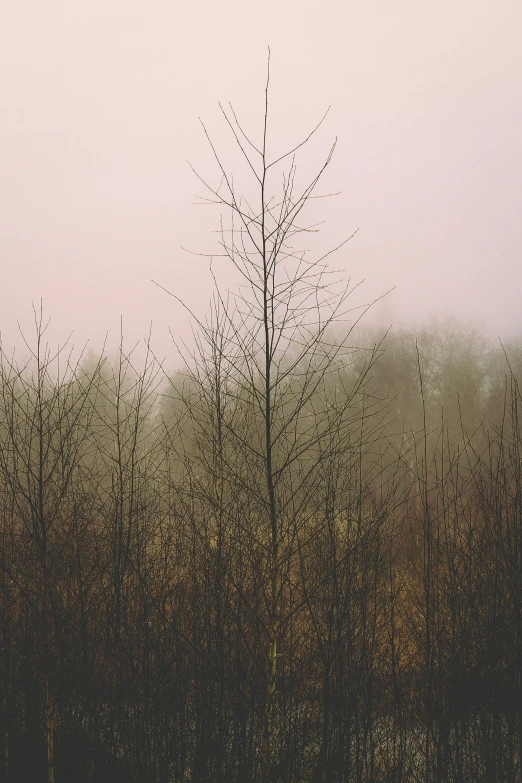 an area with several tall trees in the mist