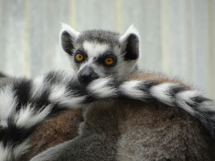 two fuzzy animals are seen looking into the camera