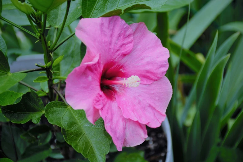 a pink flower on a bush with leaves around it